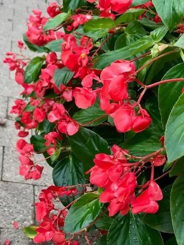 Dragon Wing Red Begonia