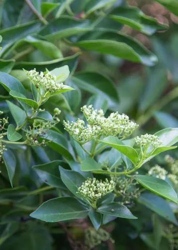 Bastard Guelder