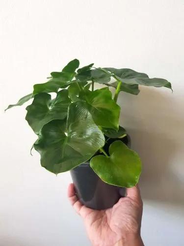 Philodendron Super Atom