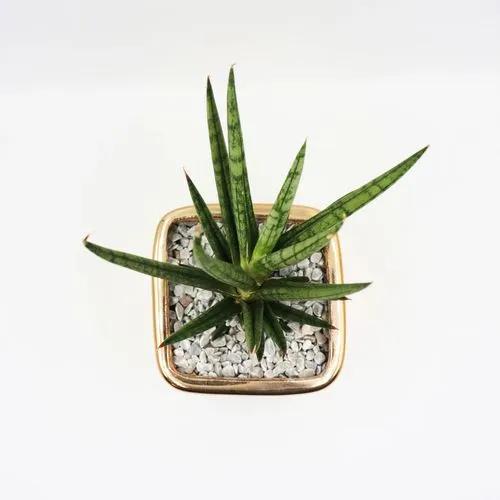 Sansevieria francisii