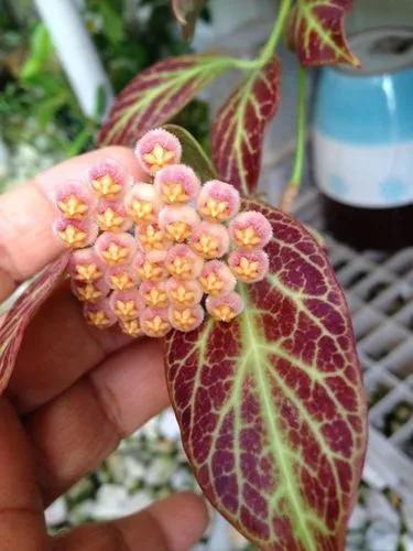 Hoya globulosa