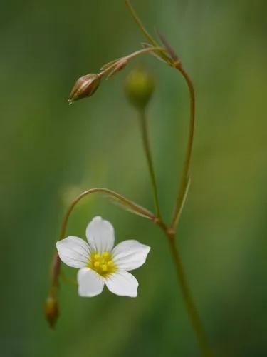 Fairy Flax