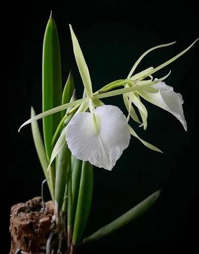 Knobby Brassavola