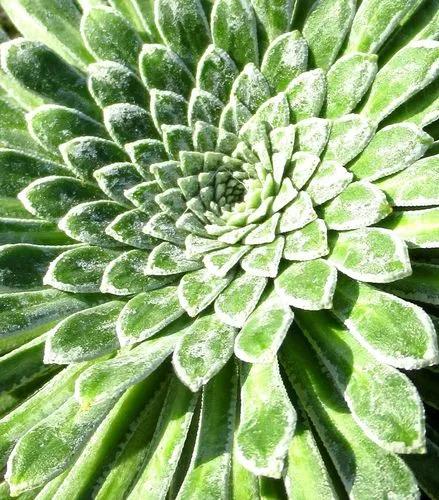 Pyrenean Saxifrage