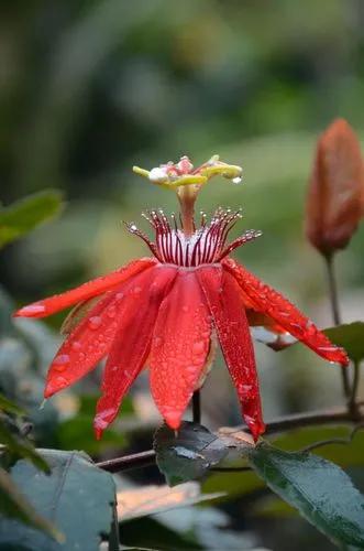 Vine-leaved Passion Flower