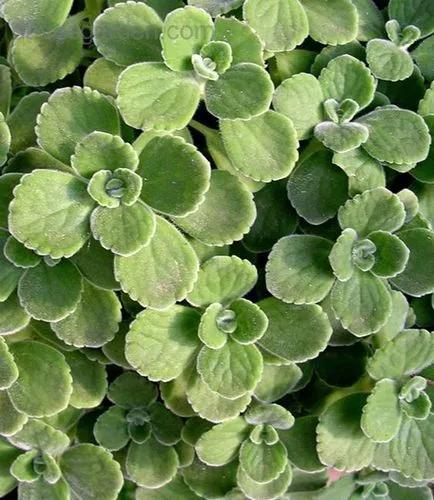 Plectranthus Cerveza 'n Lime