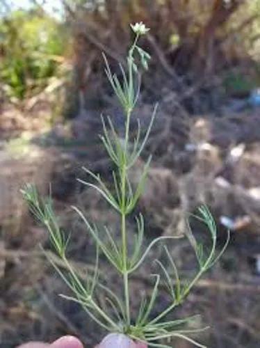 Spergula arvensis