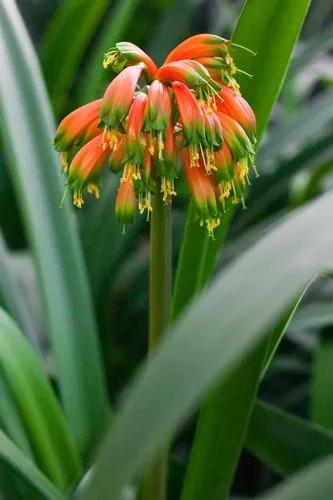 Clivia Gardenii