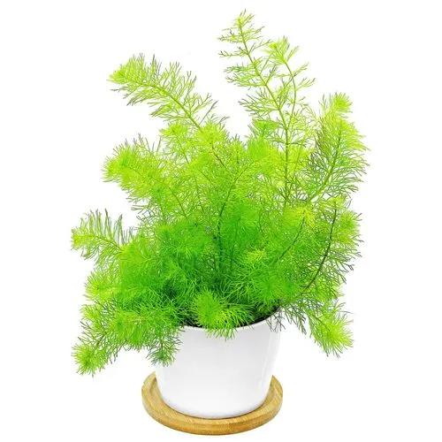 Milfoil
