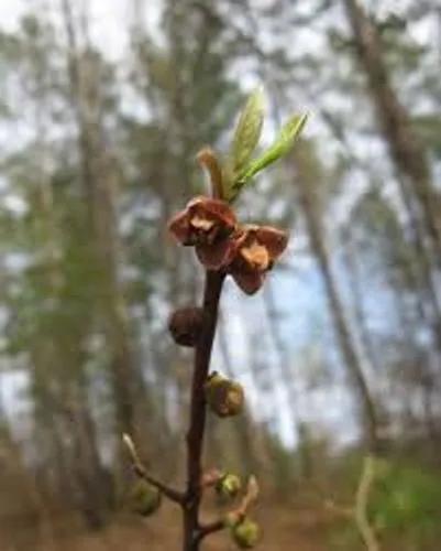 Smallflower Pawpaw