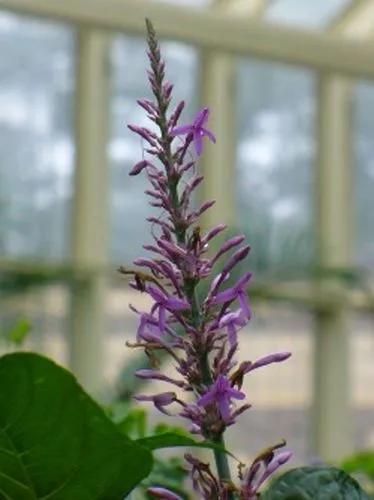 Firespike Justicia Muitle