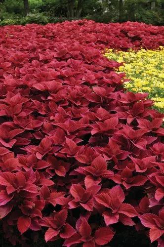 Coleus 'redhead'