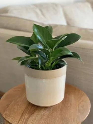 Philodendron Green Princess