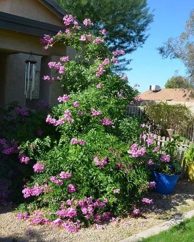 Queen Of Sheba-vine