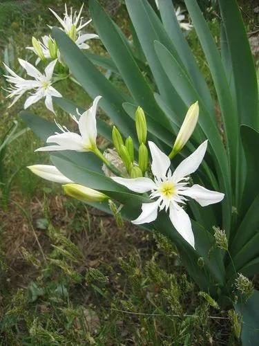 Illyrian Sea Lily