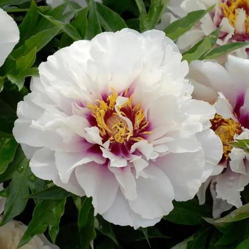 Cora Louise Itoh Peony