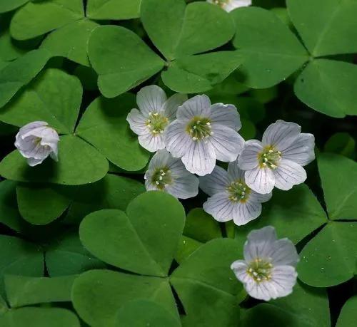 Oxalis Acetosella