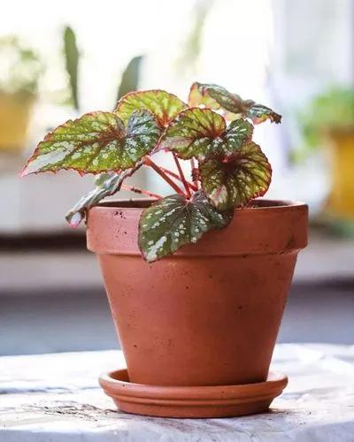 Mallet Begonia