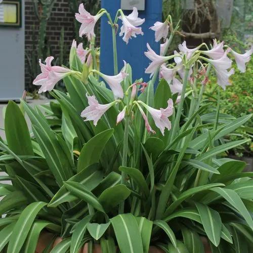 Hippeastrum Reticulatum