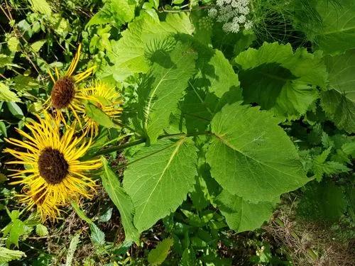 Inula Helenium