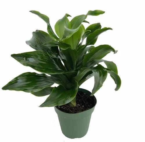 Dracaena Twister