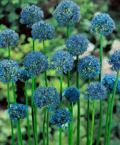 Blue Allium