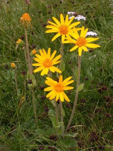 Arnica Montana