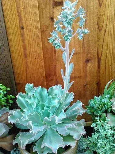 Echeveria Curly Locks