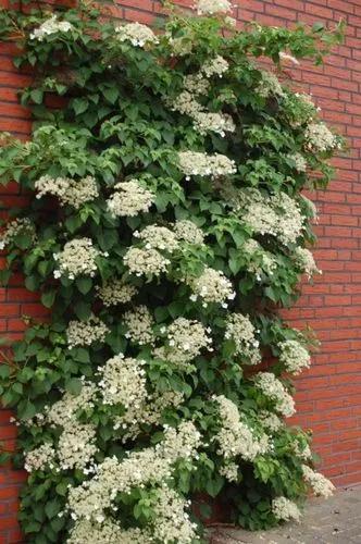 Hydrangea Petiolaris