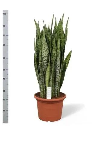 Sansevieria zeylanica