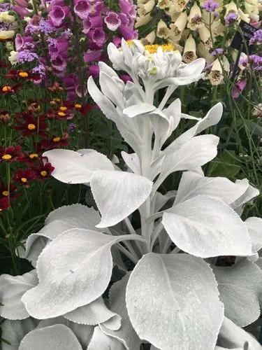 Angel Wing Senecio