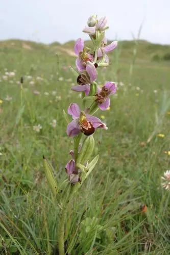 Bee Orchid