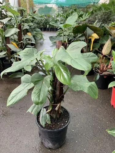 Fiddleleaf Philodendron