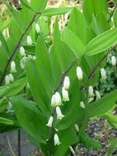 Angled Solomon's Seal