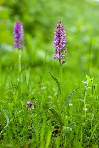 Early Purple Orchid