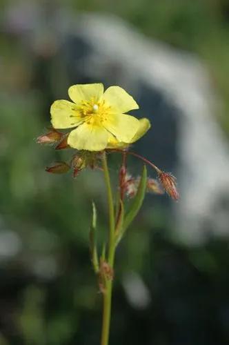 Helianthemum Syriacum