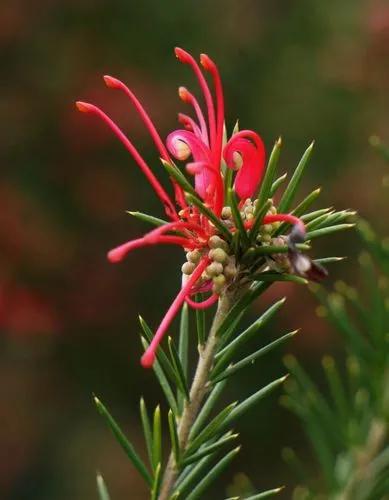 Rosemary Grevillea