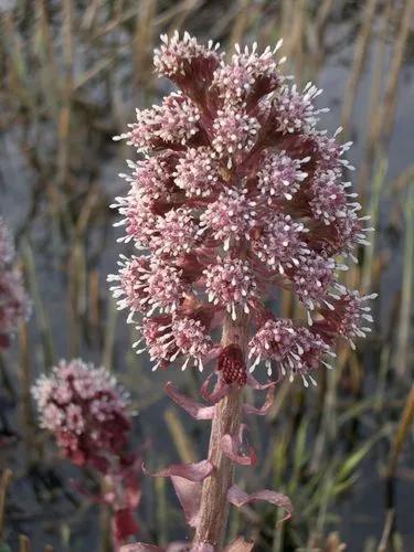 Petasites Paradoxus