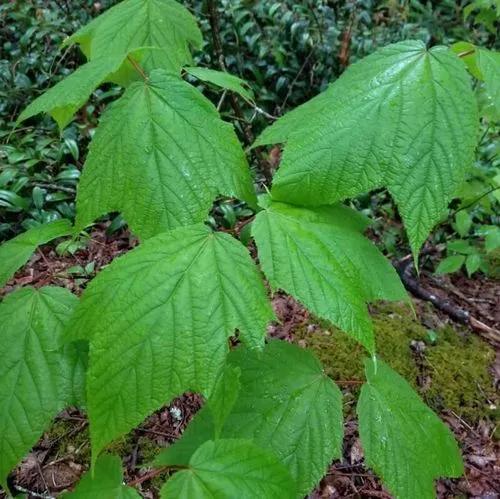 Striped Goosefoot