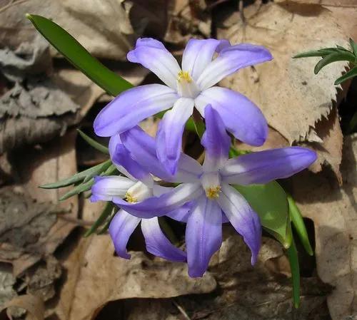 Scilla Luciliae