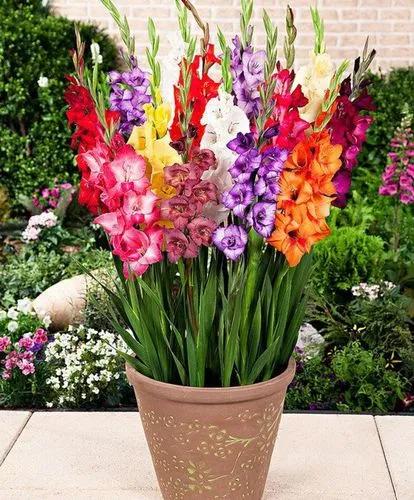 Scarlet Avens