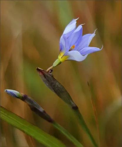 Prairie Nymph