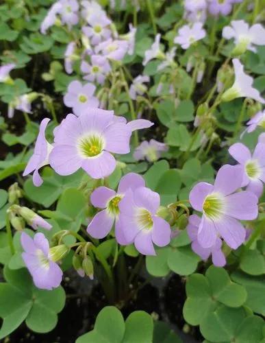 Violet wood-sorrel