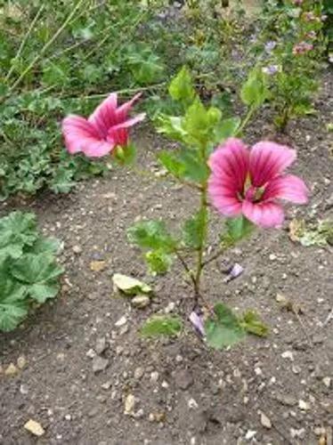 Annual Malope