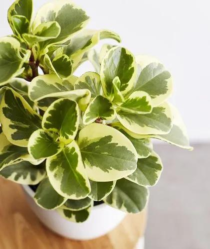 Green Gold Peperomia