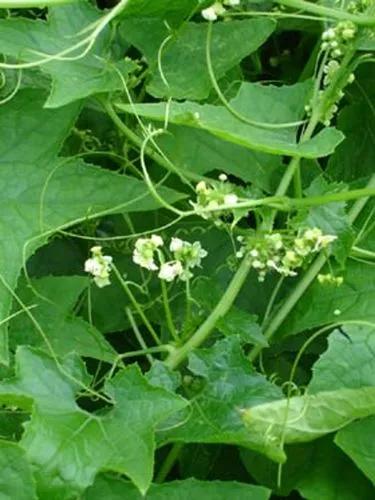 Oneseed Bur Cucumber, Star-Cucumber