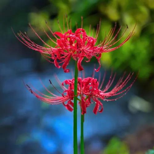 Red Spider Lily