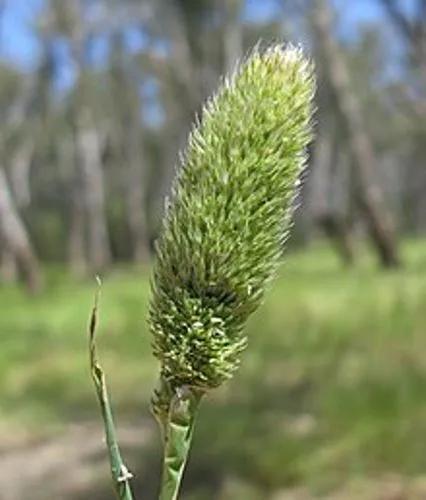 Awned Canary-Grass