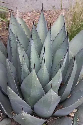 Havard agave