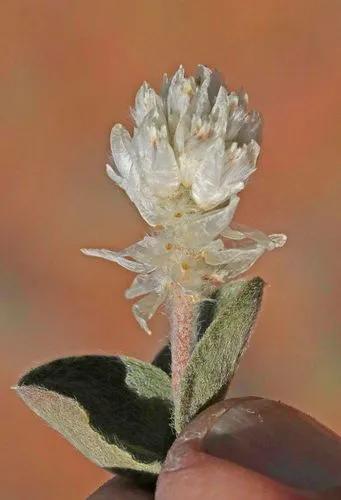 Gomphrena Caespitosa